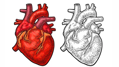 Сердце 3D модель - Скачать Анатомия на 3DModels.org