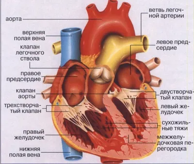 Сердце - Kenhub