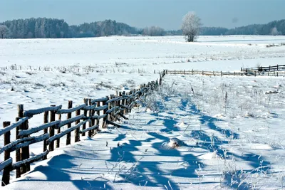 Середина зимы радует волгоградцев морозом и чистым снегом | Волгоградская  Правда