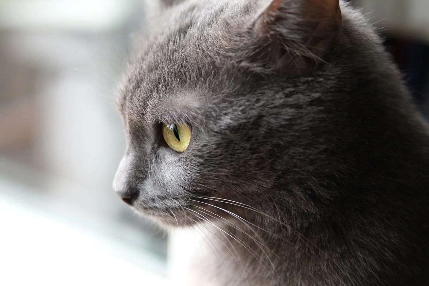 Картинки серых кошек. Британская короткошёрстная кошка шартрез. Кошка серая. Серый кот с желтыми глазами. Тёмно серый кот.
