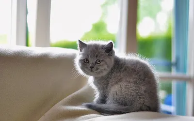 Пушистые серые кошки с голубыми глазами - 72 фото