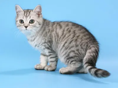 Цвет кошки: 4 самых популярных | Сама Себе Кошка | Дзен