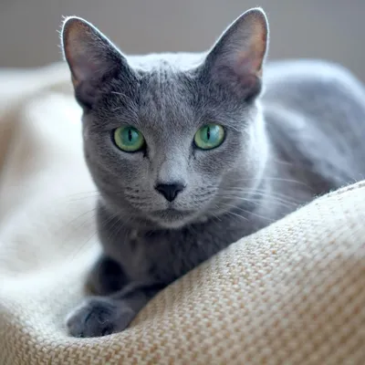 Вислоухие коты серого окраса