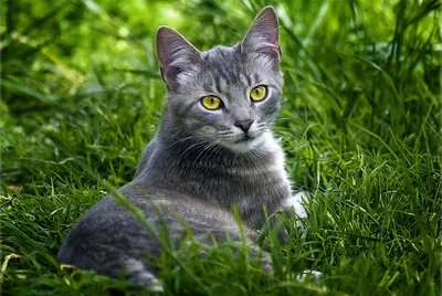 Серые коты, кошки, котята: обои, картинки и фото - wallpapers cats.