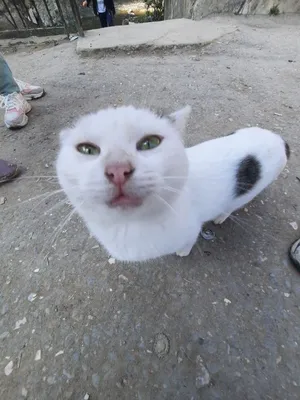 Картинка котят Скоттиш-фолд кот серые Животные белом фоне