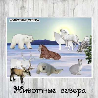 Северные животные Америки на белом Стоковое Фото - изображение  насчитывающей козули, громоздкого: 202429330
