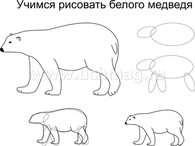 Животные севера картинки для детей с названиями