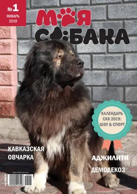MY DOG N1, Januar, 2019 by \"My dog\" magazine, Kazakhstan - Issuu