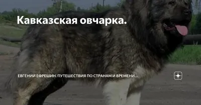 Порода собак кавказский волкодав (74 фото)