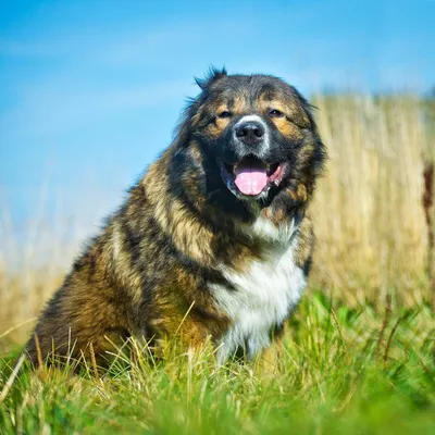 Пропала собака Абрек в Московской области, деревня Макарово | Pet911.ru