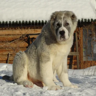 Порода собак кавказский волкодав (74 фото)