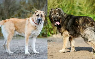 Рамзан Кадыров и его собаки