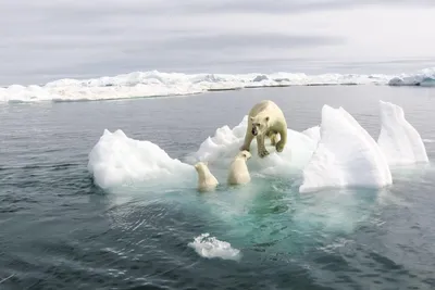 Ученые назвали срок, когда Северный Ледовитый океан освободится ото льда -  Российская газета