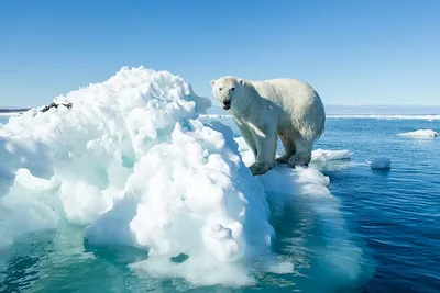 Площадь льда в Северном Ледовитом океане уменьшилась до рекордного за 8 лет  значения