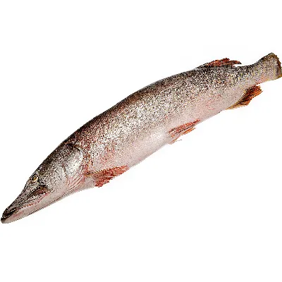 щука свежая рыба - ЭкоФерма