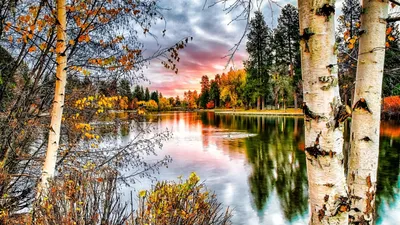 Картинки вода, деревья, небо, осень, природа, птицы, широкоформатные - обои  1920x1080, картинка №134096