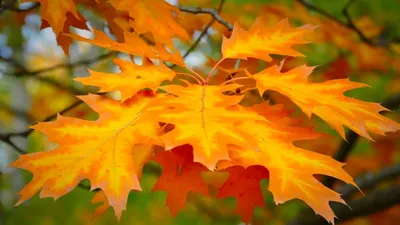 фон арт листья осень золотая осень HD обои для ноутбука | Обои, Обои фоны,  Листья