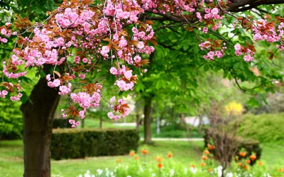 Обои Цветы Сакура, вишня, обои для рабочего стола, фотографии цветы,  сакура, вишня, розовые, природа, pink, flowers, nature, весна, photo, парк,  park Обои для рабочего стола, скачать обои картинки заставки на рабочий стол .