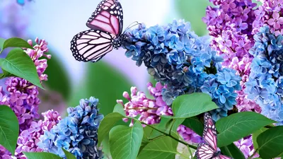 Бабочки на сирени - Весна - Природа - Картинки на рабочий стол