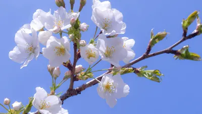 Ранняя весна, цветок - Весна - Природа - Картинки на рабочий стол