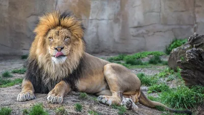 Широкоформатные обои HD животные 1920x1080 картинки львы фото HD обои  1920x1080 звери тигры обои семейство кошачьих скачать обои высокого качества