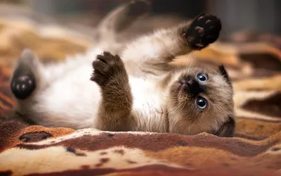 Широкоформатная съемка милого маленького кота с большими глазами Стоковое  Изображение - изображение насчитывающей развилки, смешно: 125764719