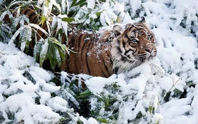 Картинки макро, елка, ель, елочка, снег, голубой, зима, snow, winter, обои,  широкоформатные, полноэкранные, широкоэкранные, hd wallpapers, background,  wallpaper - обои 1280x1024, картинка №75590