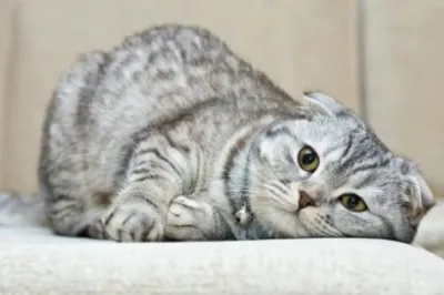 Шотландская вислоухая кошка. Описание породы, характер, фото, котята  скоттиш-фолд