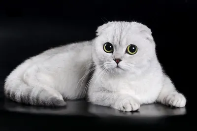 White Tail, шотландские котята • КЛК Параллель