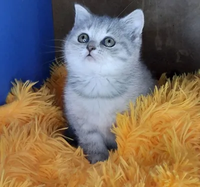 Шотландская вислоухая кошка (Скоттиш-фолд): фото, характер породы, окрасы |  WHISKAS®