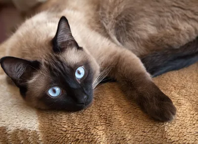 Сиамская кошка: что нужно знать перед покупкой