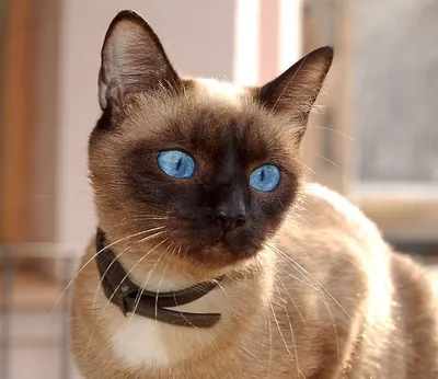 Сиамская кошка: характер, описание породы, содержание