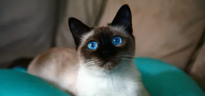 Любят ли сиамские кошки воду?— ModernVet