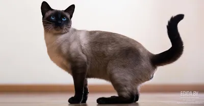 Генетические особенности, из-за которых все сиамские котята рождаются  белыми | Мой обожаемый кот | Дзен