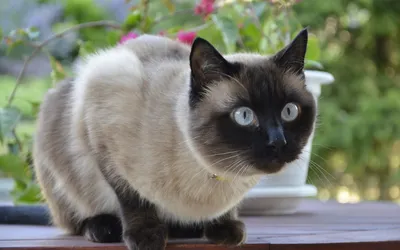 Сиамские кошки: особенности породы