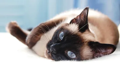 Сиамская кошка: характер, поведение, особенности ухода