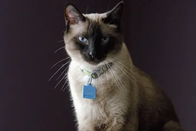 Две сиамские кошки с голубыми глазами смотрят друг на друга, картинка сиамской  кошки, кошка, животное фон картинки и Фото для бесплатной загрузки