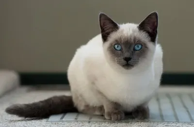 Метис сиамской кошки (30 фото) | Кошки, Сиамские котята, Сноу-шу