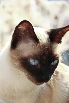 Тайские кошки: Их белая шерсть необратимо чернеет от холода. Специальные  кошки буддийских монахов | Пикабу