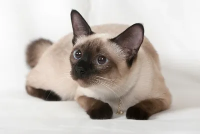 Сиамская кошка: описание, характер породы, цена котят, фото, отзывы и  болезни породы.