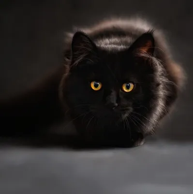 Векторный рисунок чёрный силуэт лежащей кошки Stock-Vektorgrafik | Adobe  Stock
