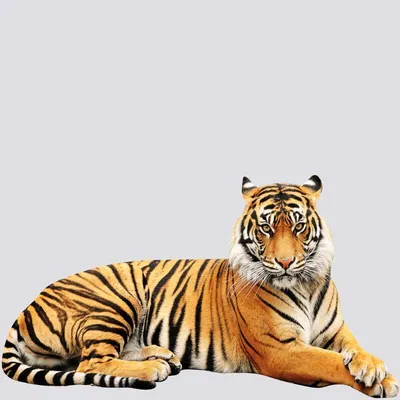 Buy Тигр из фетра - символ 2022 Нового года | Skrami.com
