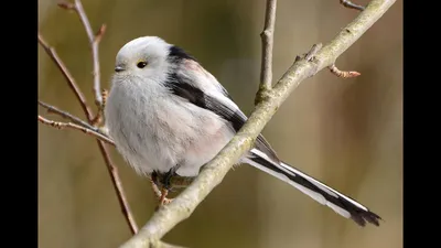 Японская птица, похожая на летающий хлопковый цветок | Пикабу