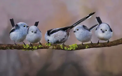 Длиннохвостая синица - кандидат на звание самой миловидной птицы | Кафедра  зоологии | Дзен