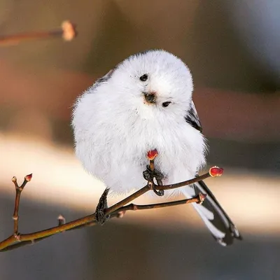 Длиннохвостая синица - очаровательное создание природы – Zagge.ru | Pet  birds, Animals beautiful, Cute birds