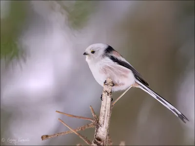 Длиннохвостая синица (Aegithalos caudatus). Птицы Европейской России.