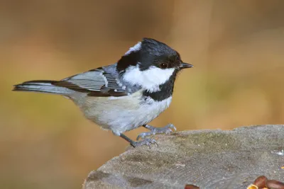 Синица-московка (Periparus ater).. Photographer KarOl