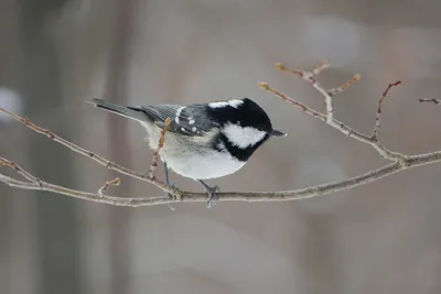 Московка (Parus ater). Птицы Сибири.