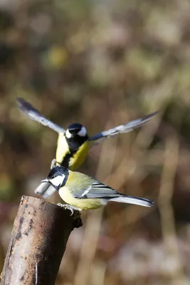 Московка, или малая синица (Parus ater) | Фотосайт СуперСнимки.Ру