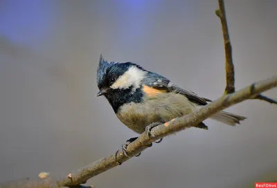 Большая синица (big tit)